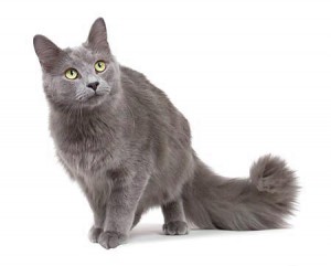 nebelung.jpg